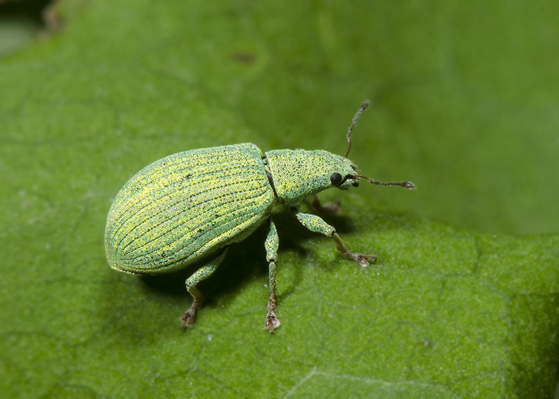 Curculionidae: Polydrusus (Eurodrusus) brevicollis